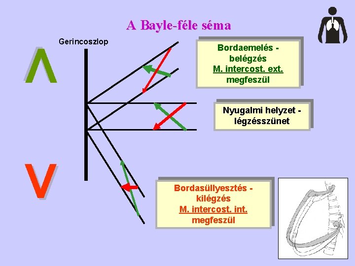 A Bayle-féle séma Gerincoszlop Bordaemelés belégzés M. intercost. ext. megfeszül V Nyugalmi helyzet légzésszünet