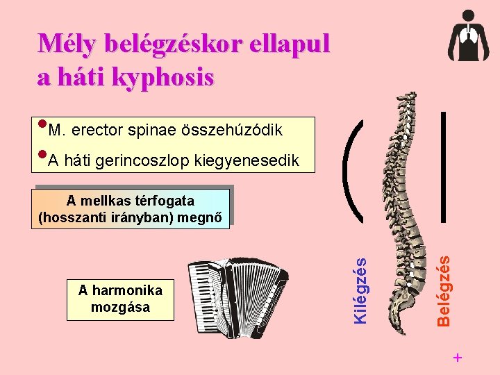 Mély belégzéskor ellapul a háti kyphosis • M. erector spinae összehúzódik • A háti