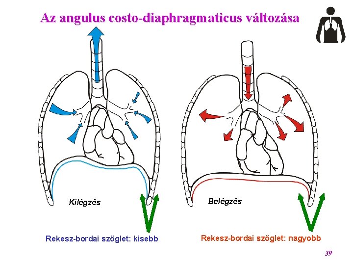 Az angulus costo-diaphragmaticus változása Kilégzés Rekesz-bordai szöglet: kisebb Belégzés Rekesz-bordai szöglet: nagyobb 39 