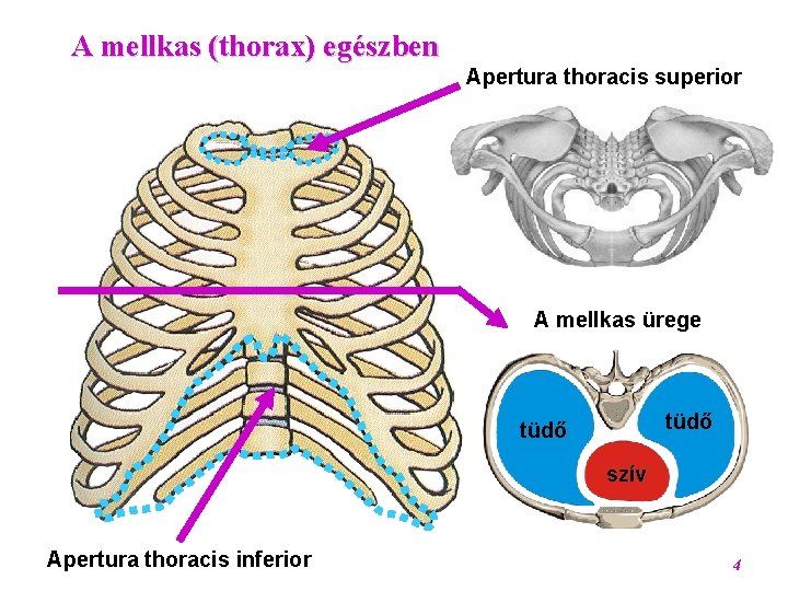 A mellkas (thorax) egészben Apertura thoracis superior A mellkas ürege tüdő szív Apertura Mellkas