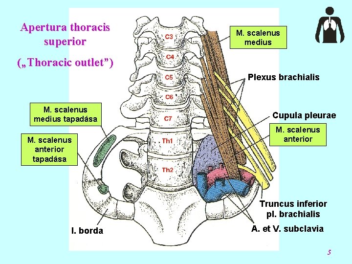 Apertura thoracis superior M. scalenus medius („Thoracic outlet”) Plexus brachialis M. scalenus medius tapadása