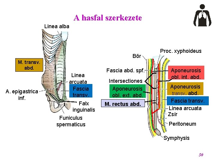 A hasfal szerkezete Linea alba Bőr M. transv. abd. A. epigastrica inf. Linea arcuata