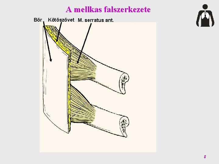 A mellkas falszerkezete Bőr Kötőszövet M. serratus ant. 8 