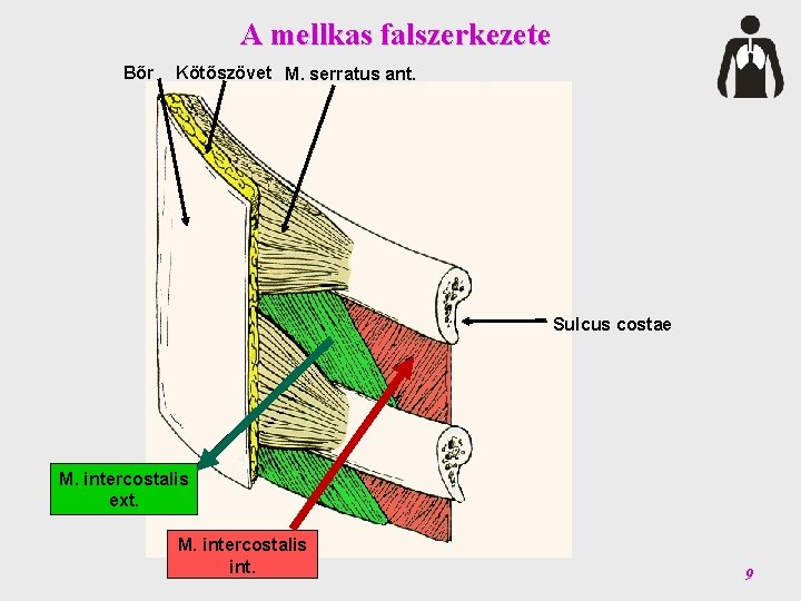 A mellkas falszerkezete Bőr Kötőszövet M. serratus ant. Sulcus costae M. intercostalis ext. M.