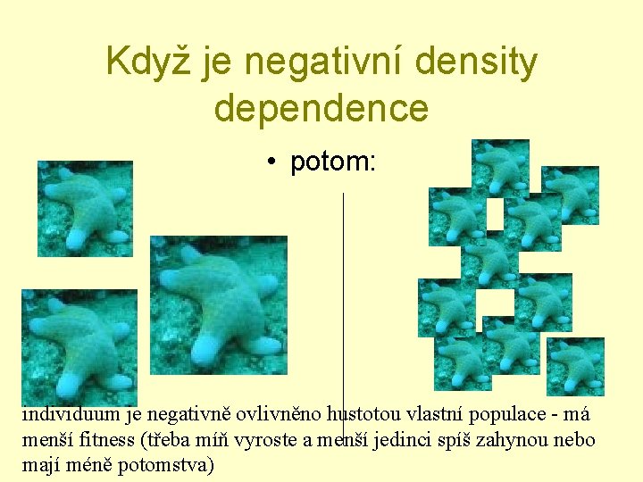 Když je negativní density dependence • potom: individuum je negativně ovlivněno hustotou vlastní populace