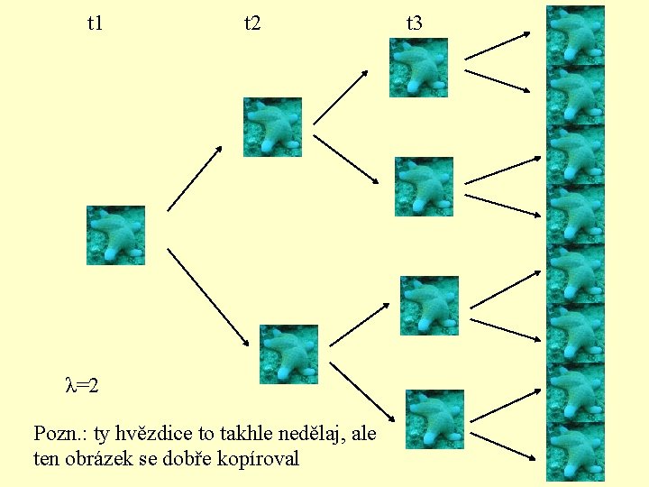 t 1 t 2 λ=2 Pozn. : ty hvězdice to takhle nedělaj, ale ten