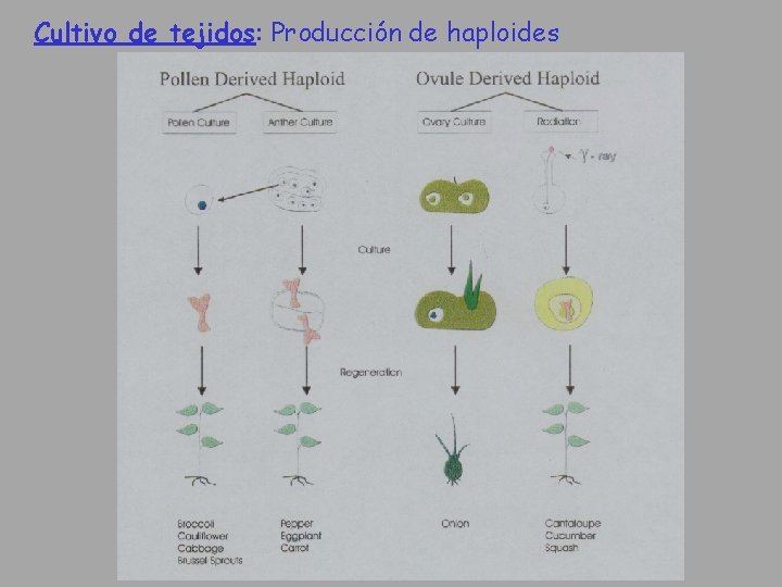 Cultivo de tejidos: Producción de haploides 