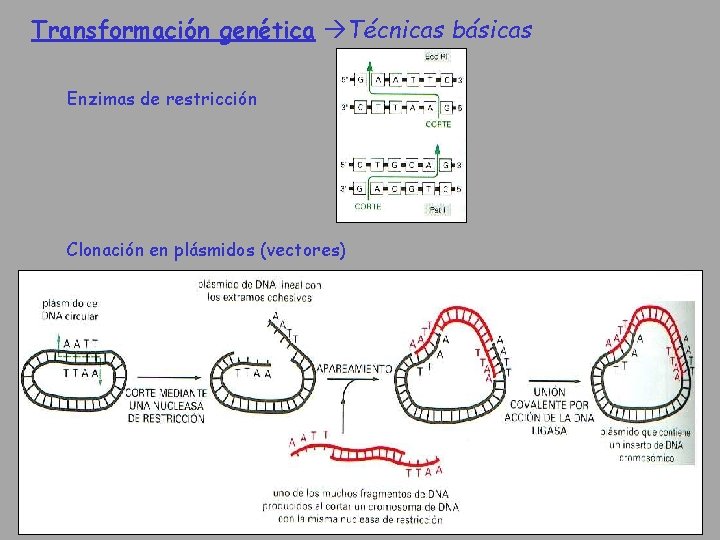 Transformación genética Técnicas básicas Enzimas de restricción Clonación en plásmidos (vectores) 