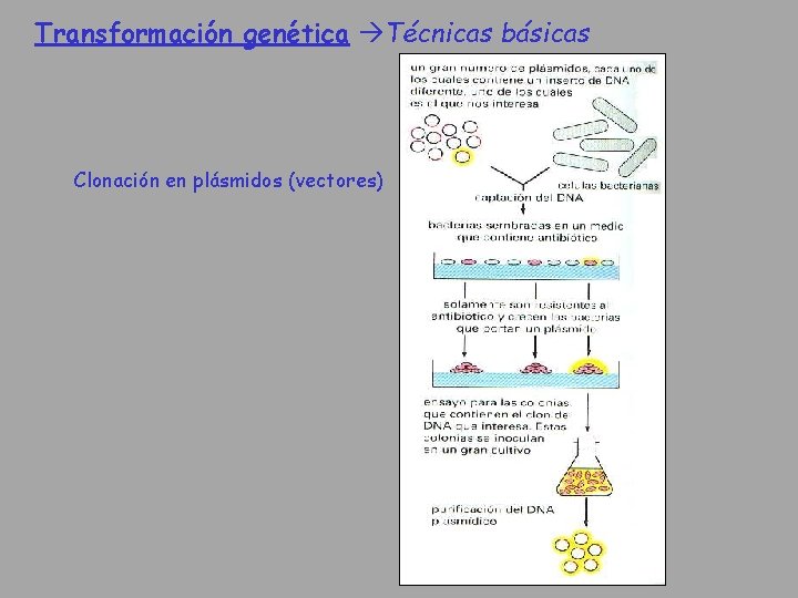 Transformación genética Técnicas básicas Clonación en plásmidos (vectores) 