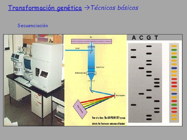Transformación genética Técnicas básicas Secuenciación A C G T 