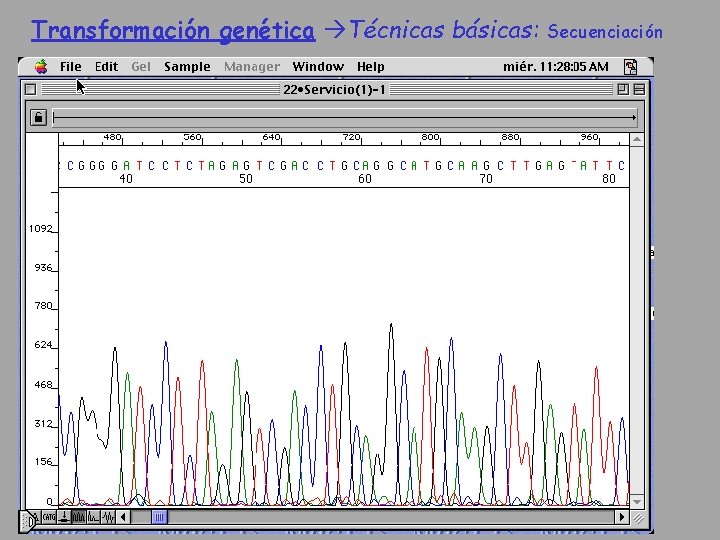 Transformación genética Técnicas básicas: Secuenciación 