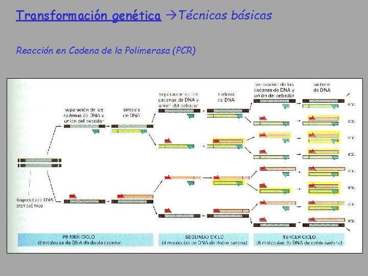 Transformación genética Técnicas básicas Reacción en Cadena de la Polimerasa (PCR) 