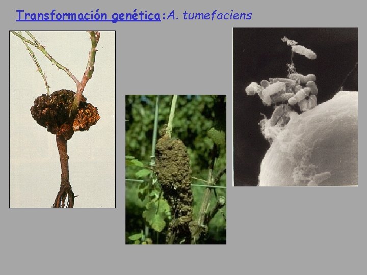 Transformación genética: A. tumefaciens 