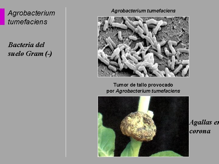 Agrobacterium tumefaciens Bacteria del suelo Gram (-) Tumor de tallo provocado por Agrobacterium tumefaciens