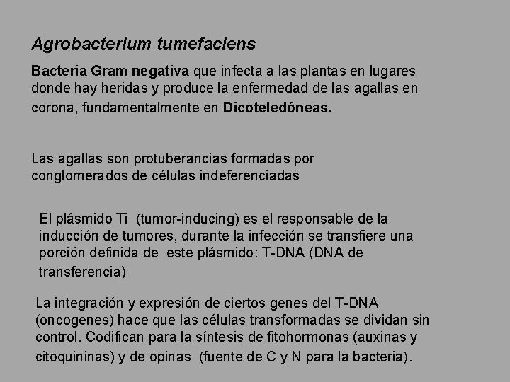 Agrobacterium tumefaciens Bacteria Gram negativa que infecta a las plantas en lugares donde hay