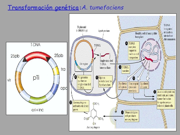 Transformación genética: A. tumefaciens 