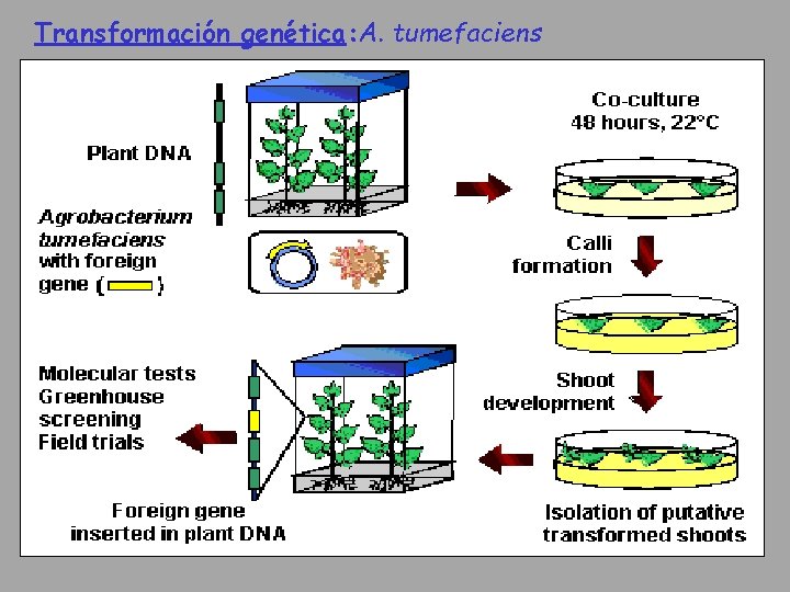 Transformación genética: A. tumefaciens 