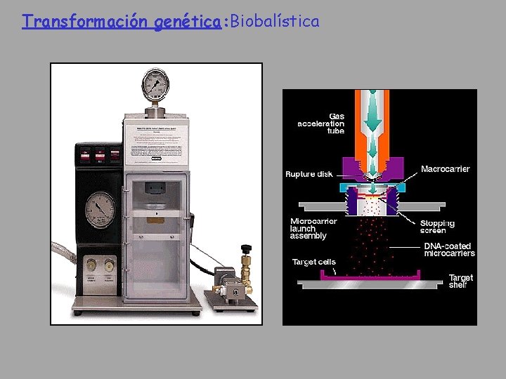 Transformación genética: Biobalística 