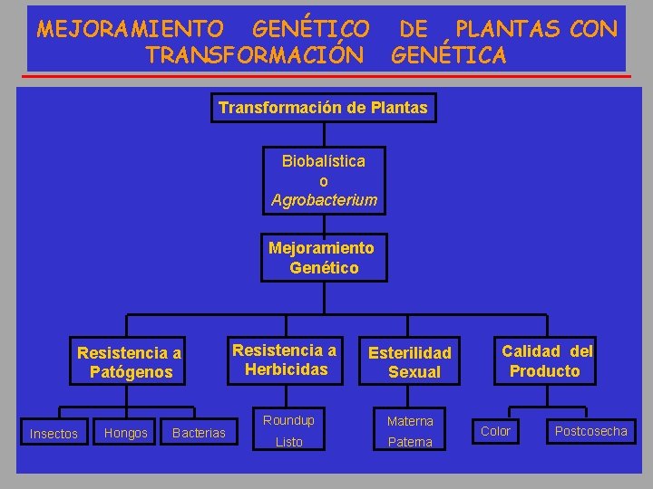 MEJORAMIENTO GENÉTICO DE PLANTAS CON TRANSFORMACIÓN GENÉTICA Transformación de Plantas Biobalística o Agrobacterium Mejoramiento
