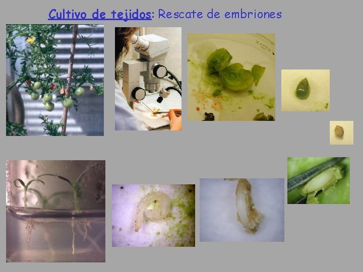 Cultivo de tejidos: Rescate de embriones 