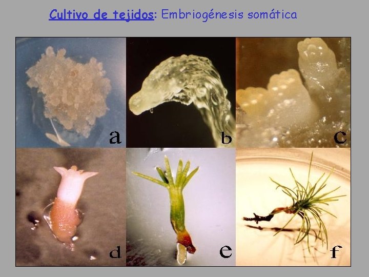 Cultivo de tejidos: Embriogénesis somática 