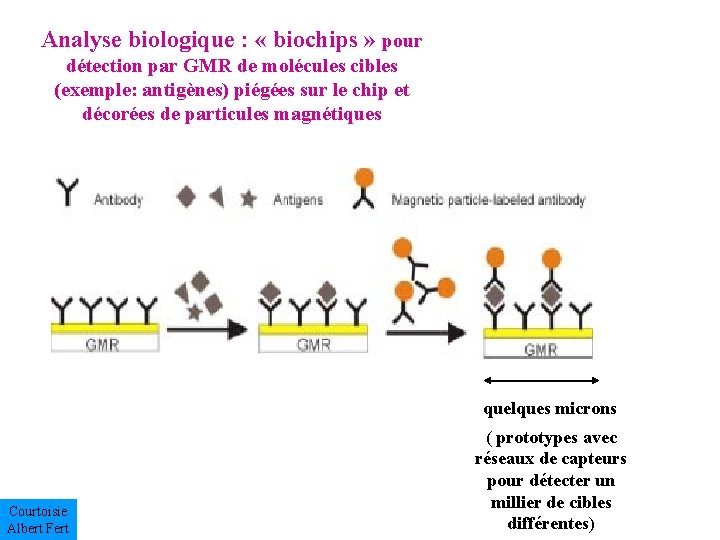 Analyse biologique : « biochips » pour détection par GMR de molécules cibles (exemple: