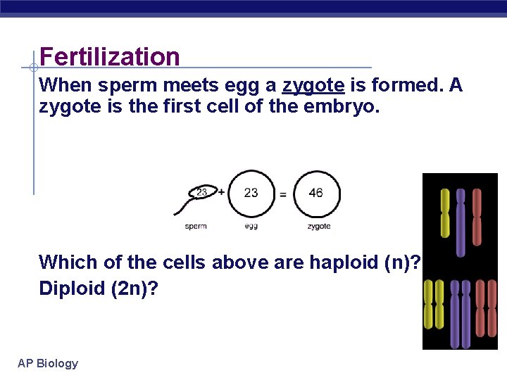Fertilization When sperm meets egg a zygote is formed. A zygote is the first