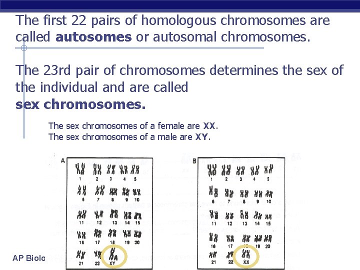 The first 22 pairs of homologous chromosomes are called autosomes or autosomal chromosomes. The