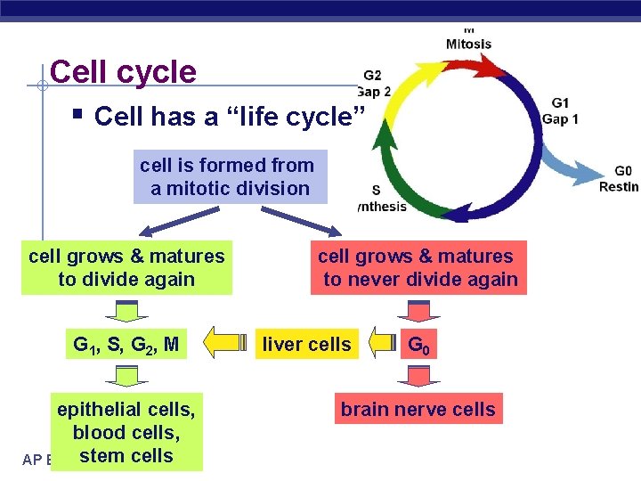 Cell cycle § Cell has a “life cycle” cell is formed from a mitotic