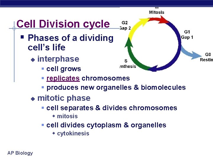 Cell Division cycle § Phases of a dividing cell’s life u interphase § cell