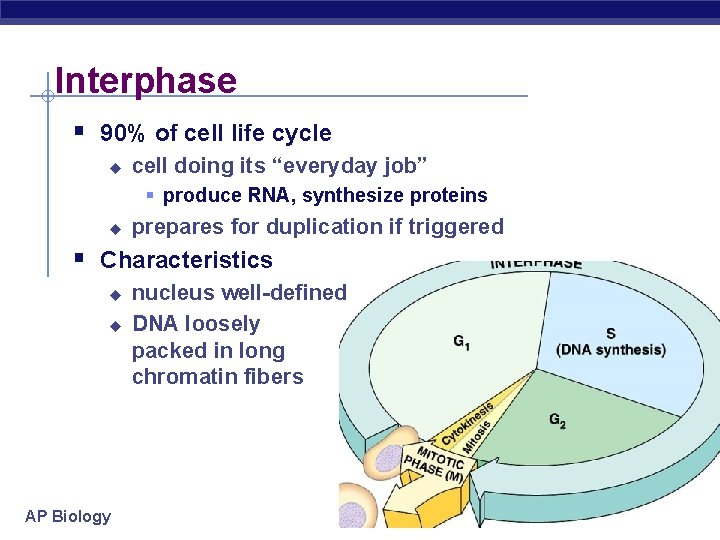 Interphase § 90% of cell life cycle u cell doing its “everyday job” §