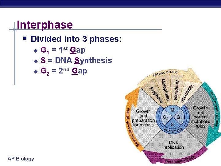 Interphase § Divided into 3 phases: G 1 = 1 st Gap u S