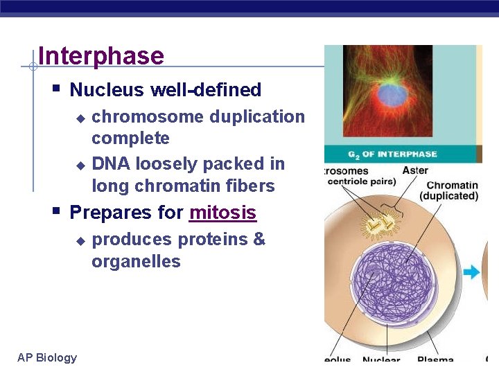 Interphase § Nucleus well-defined chromosome duplication complete u DNA loosely packed in long chromatin