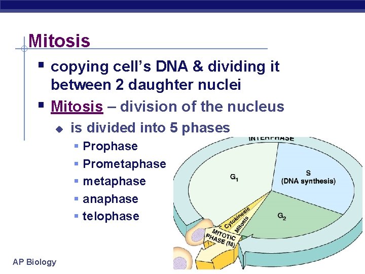 Mitosis § copying cell’s DNA & dividing it § between 2 daughter nuclei Mitosis