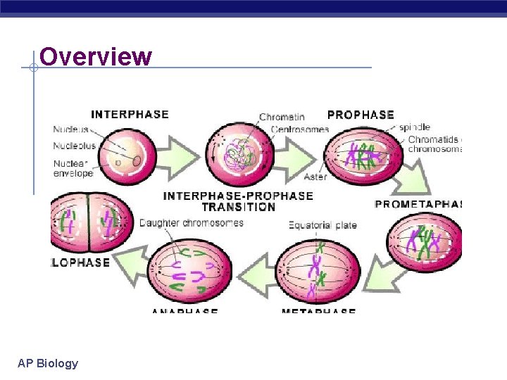 Overview AP Biology 