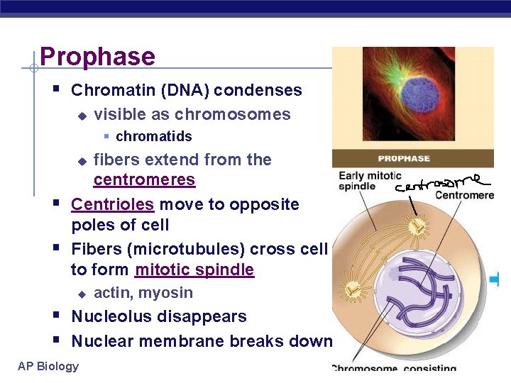 Prophase § Chromatin (DNA) condenses u visible as chromosomes § chromatids fibers extend from