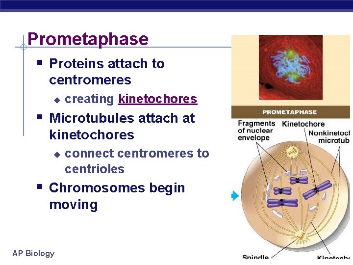 Prometaphase § Proteins attach to centromeres u creating kinetochores § Microtubules attach at kinetochores