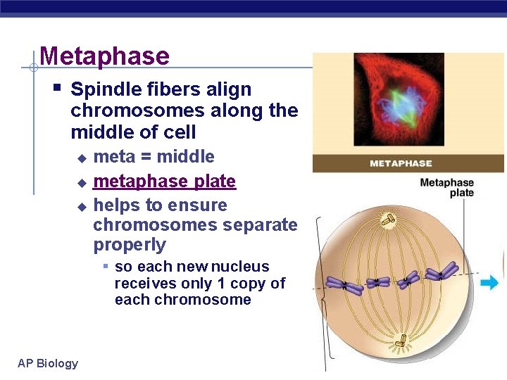 Metaphase § Spindle fibers align chromosomes along the middle of cell meta = middle