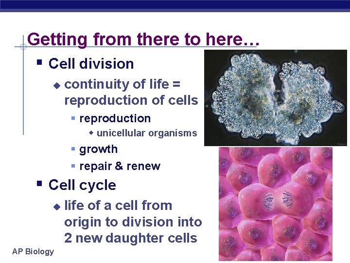 Getting from there to here… § Cell division u continuity of life = reproduction