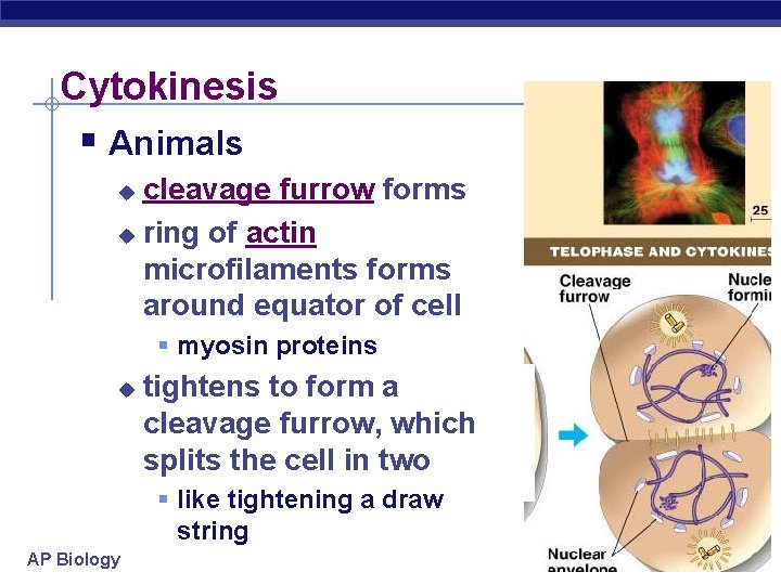 Cytokinesis § Animals cleavage furrow forms u ring of actin microfilaments forms around equator