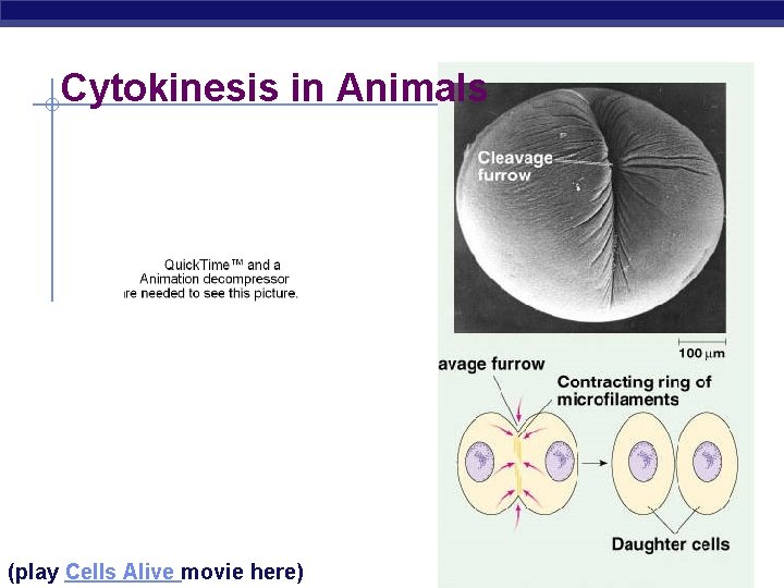 Cytokinesis in Animals AP Biology (play Cells Alive movie here) 