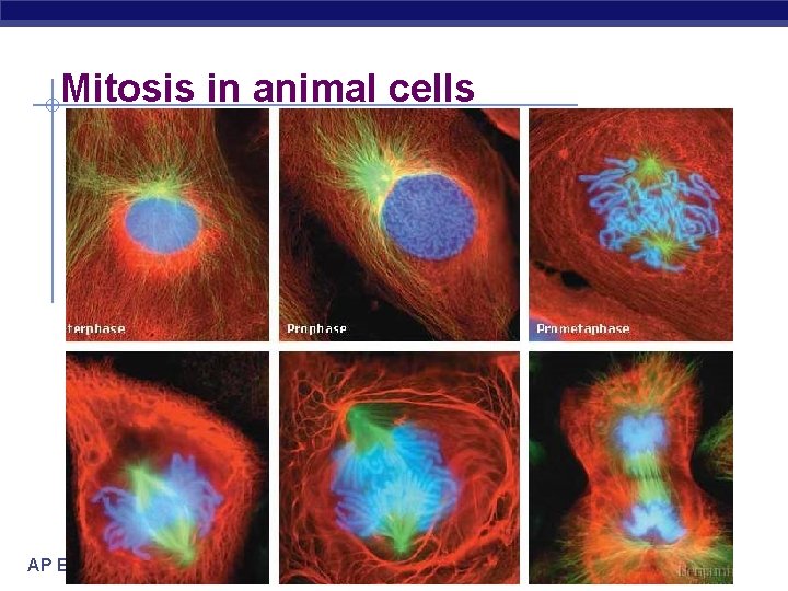 Mitosis in animal cells AP Biology 