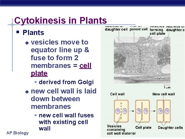 Cytokinesis in Plants § Plants u vesicles move to equator line up & fuse