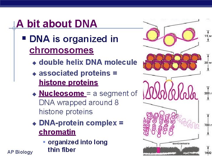 A bit about DNA § DNA is organized in chromosomes double helix DNA molecule