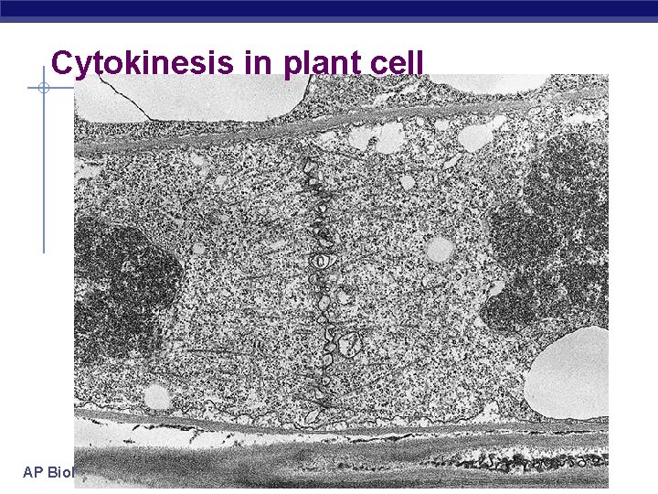 Cytokinesis in plant cell AP Biology 