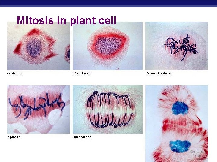 Mitosis in plant cell AP Biology 