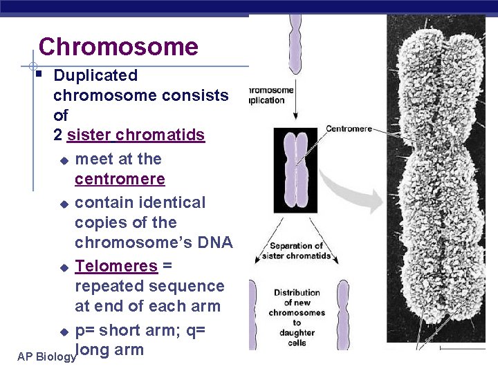Chromosome § Duplicated chromosome consists of 2 sister chromatids u meet at the centromere