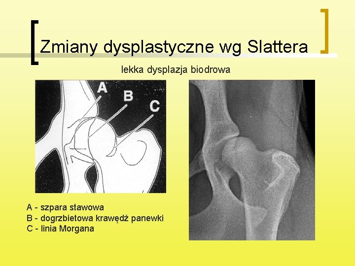 Zmiany dysplastyczne wg Slattera lekka dysplazja biodrowa A - szpara stawowa B - dogrzbietowa