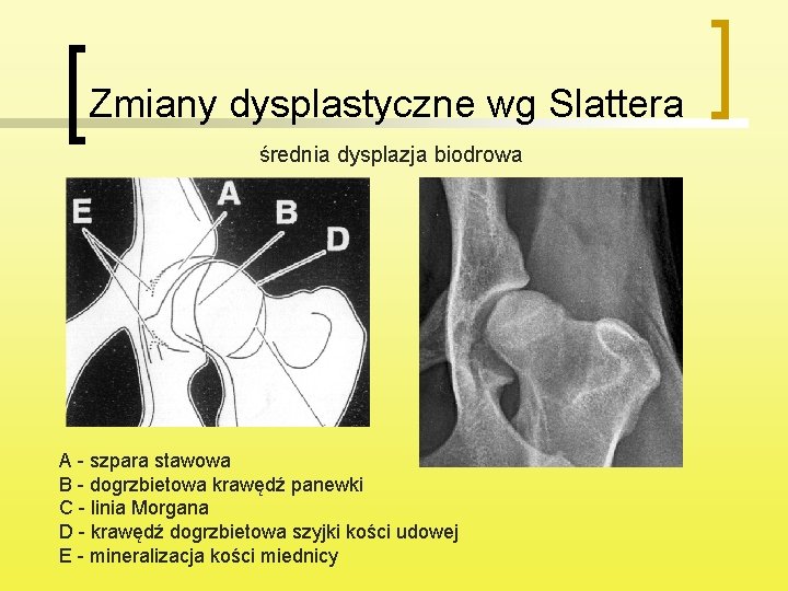 Zmiany dysplastyczne wg Slattera średnia dysplazja biodrowa A - szpara stawowa B - dogrzbietowa