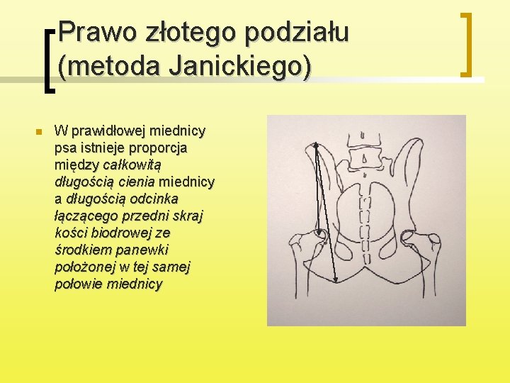 Prawo złotego podziału (metoda Janickiego) n W prawidłowej miednicy psa istnieje proporcja między całkowitą